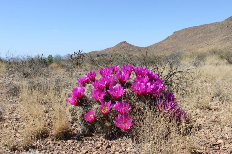 Echinocereus stramineus