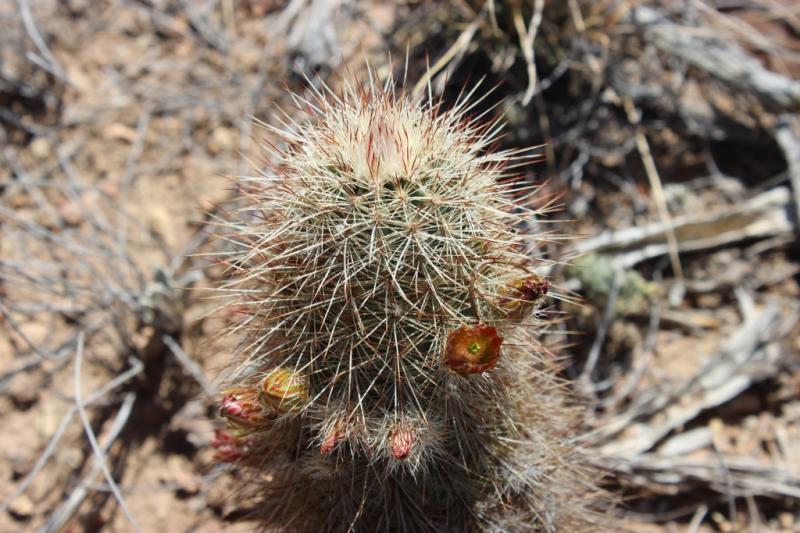 Echinocereus viridiflorus var.russanthus