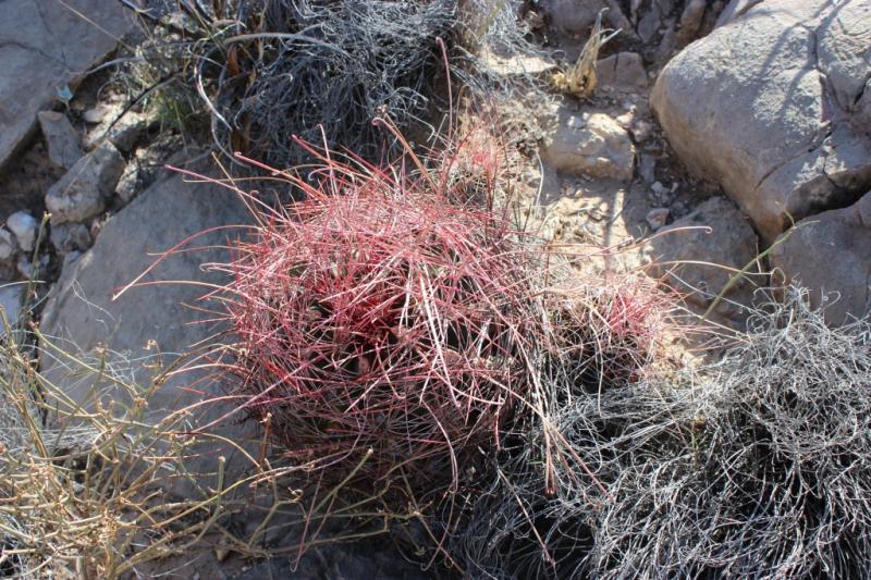 Ferocactus hamatacanthus