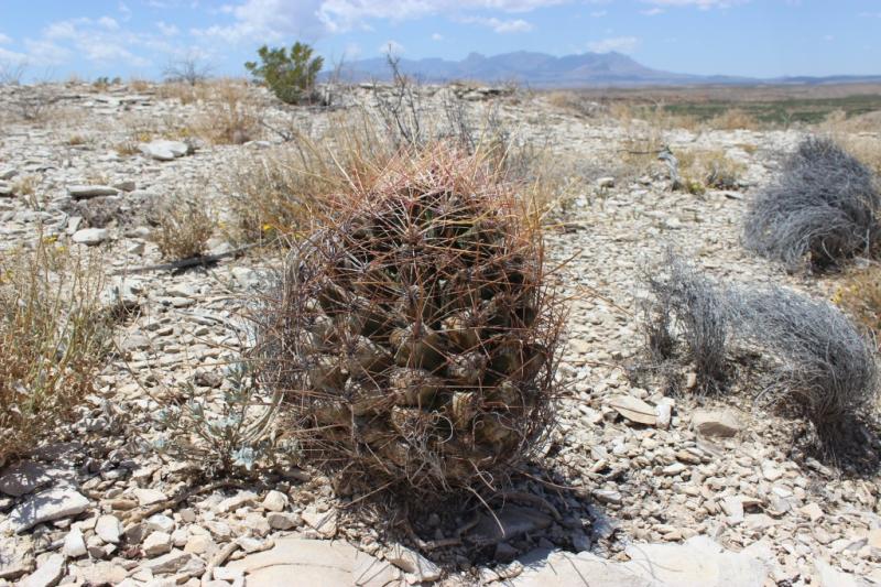 Ferocactus hamatacanthus, Chisos in the background.