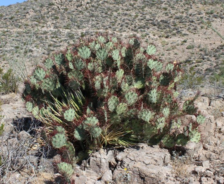 Opuntia spinosibacca?