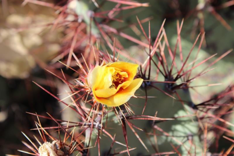 Opuntia spinosibacca?