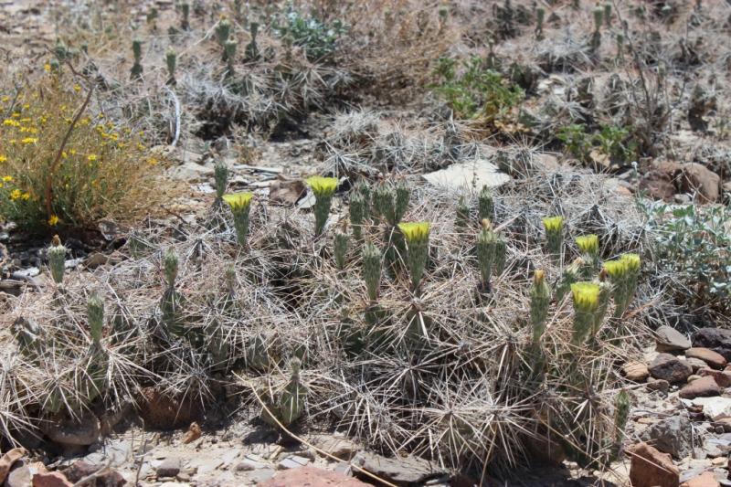 Grusonia (corynopuntia)?