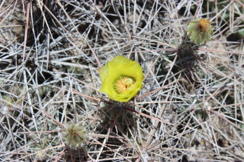 Grusonia (corynopuntia)?