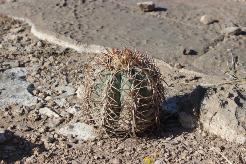 Echinocactus horizonthalonius