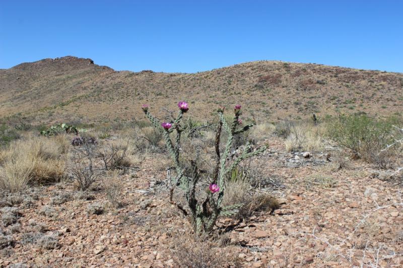 Cylindropuntia imbricata