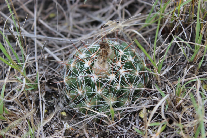 Coryphantha vivipara with unripe fruit