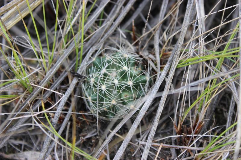 Coryphantha missouriensis with unripe fruit
