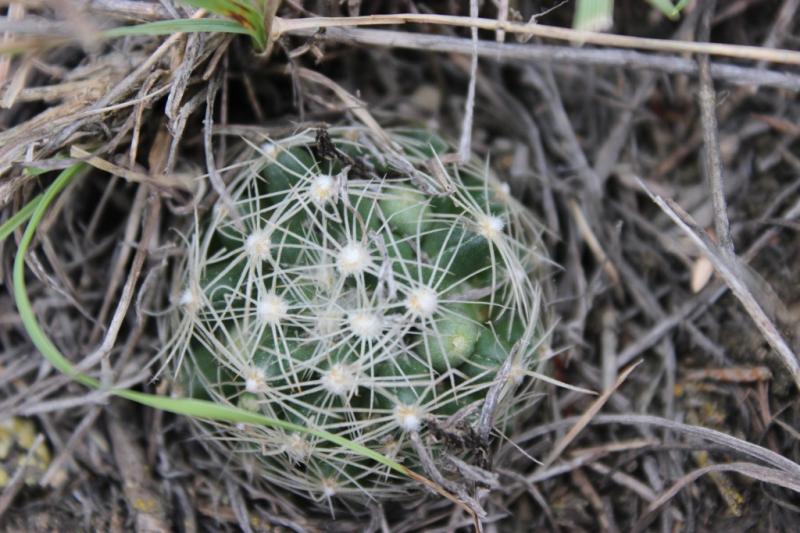 Coryphantha missouriensis with unripe fruit