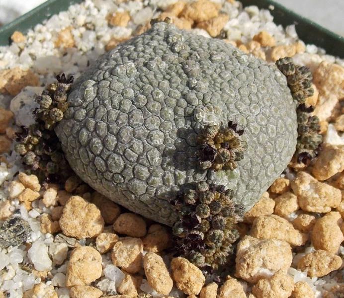 Pseudolithos hararderanus2.jpg