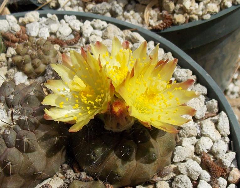 Copiapoa brown.jpg