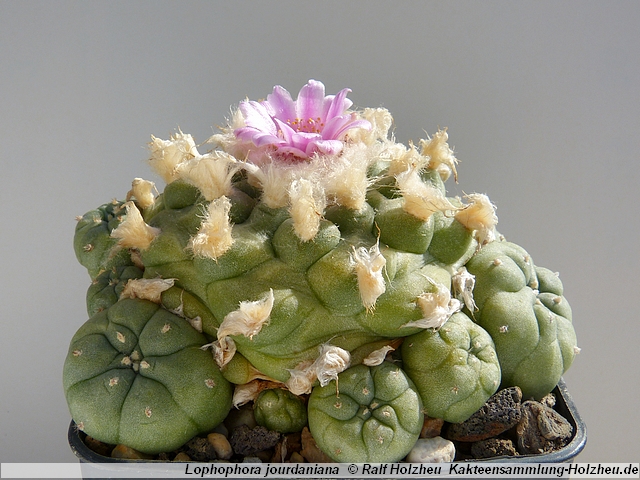 315_Lophophora_jourdaniana.JPG