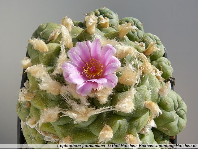 316_Lophophora_jourdaniana.JPG