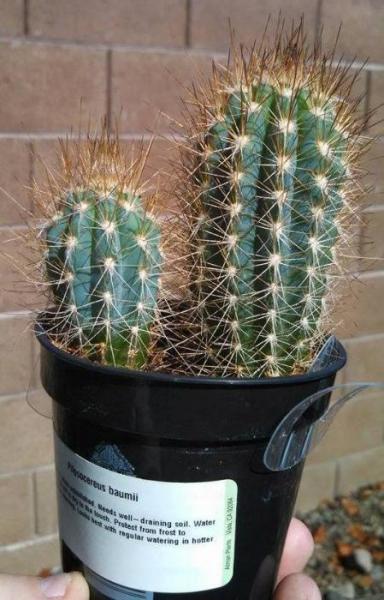 Pilosocereus baumii (2014-Aug17).jpg