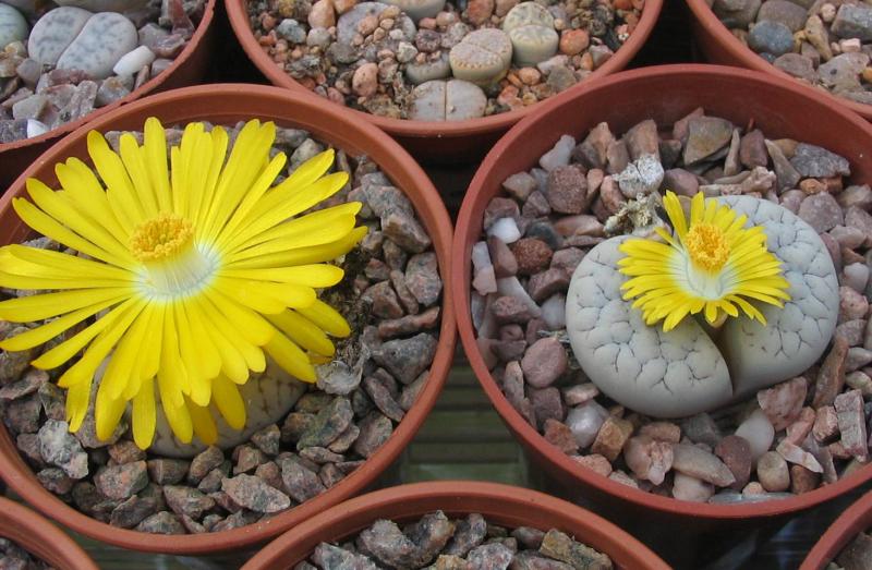 lithops-0818.jpg