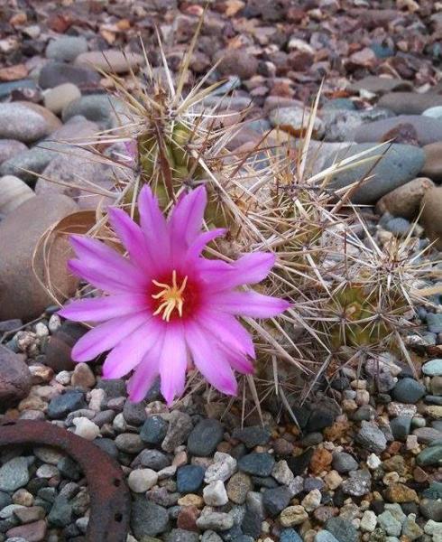 Echinocereus brandeegei (2014-Aug19).jpg