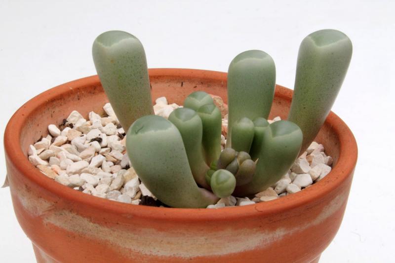 Fenestraria rhopalophylla.jpg