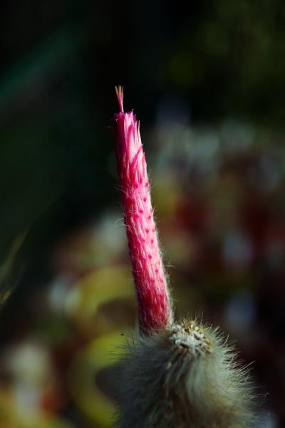 Cleistocactus strausii flower 18 July 2014.JPG