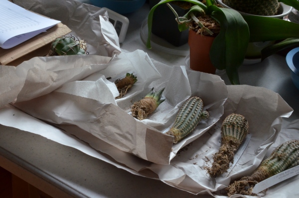 4 Opuntia pads in the cardboard, 3 Echinocereus reichenbachiis, 2 Ariocarpi and a Discocactus!