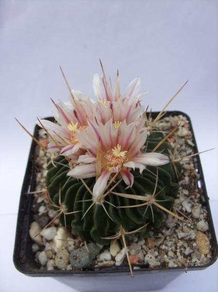 stenocactus crispatus 120412.JPG