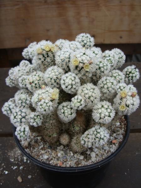 mammillaria vetula ssp. gracilis cv. arizona snowcaps 120412.JPG