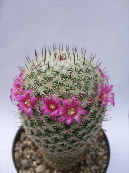 mammillaria haageana ssp. haageana 120412.JPG