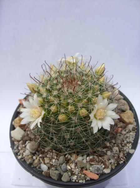 mammillaria crinita ssp. zeilmanniana cv. albiflora 120412.JPG