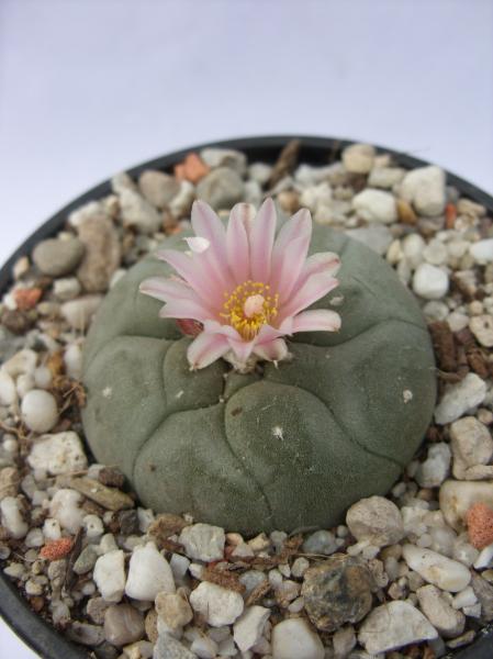 lophophora williamsii 120412.JPG