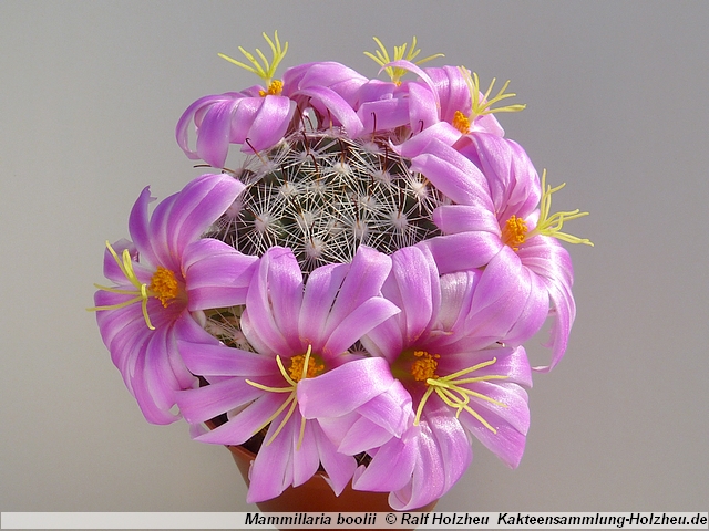 317_Mammillaria_boolii.JPG