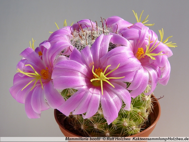 318_Mammillaria_boolii.JPG