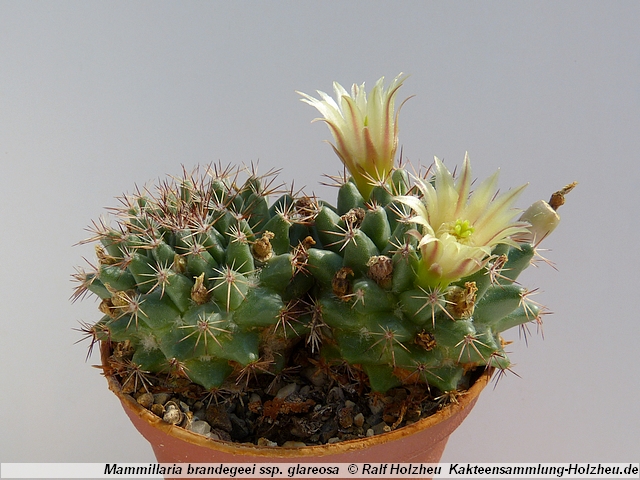 319_Mammillaria_brandegeei_ssp._glareosa.JPG