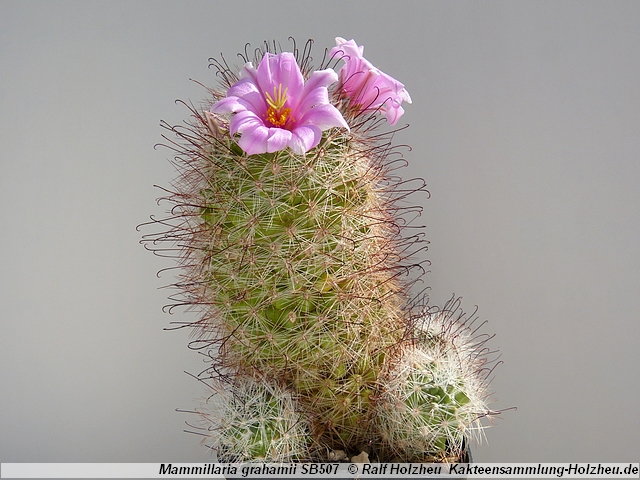 321_Mammillaria_grahamii_SB507.JPG