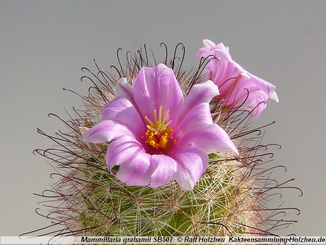 322_Mammillaria_grahamii_SB507.JPG