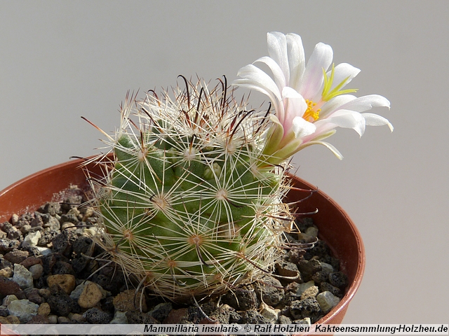 323_Mammillaria_insularis.JPG