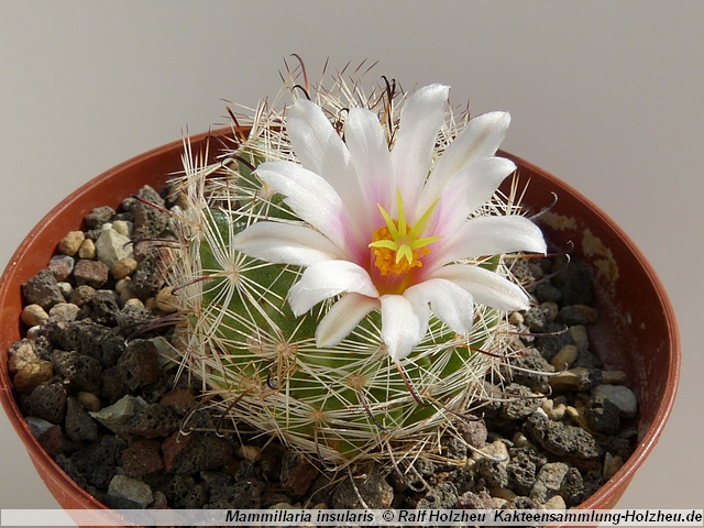 324_Mammillaria_insularis.JPG