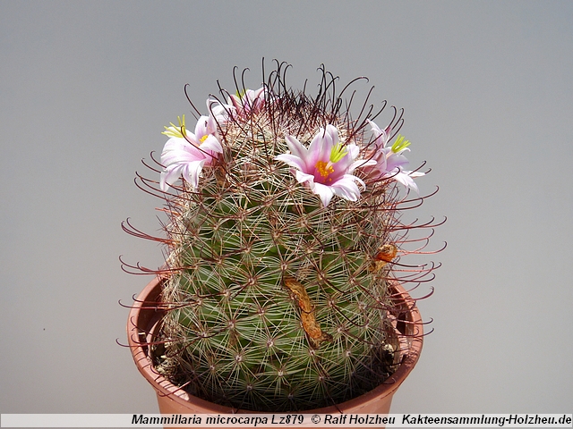 325_Mammillaria_microcarpa_Lz879.JPG