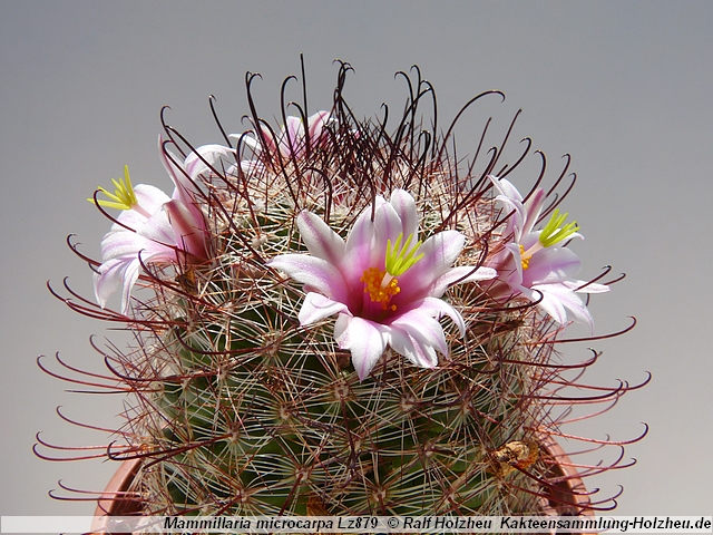 326_Mammillaria_microcarpa_Lz879.JPG