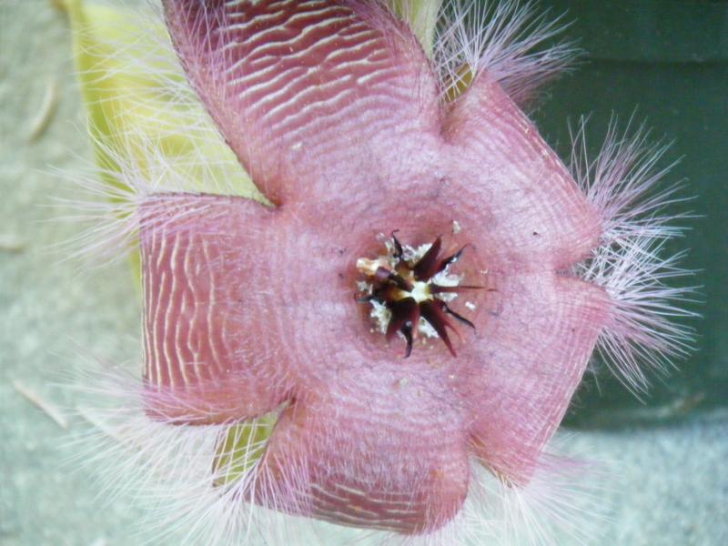 Stapelia hirsuta?