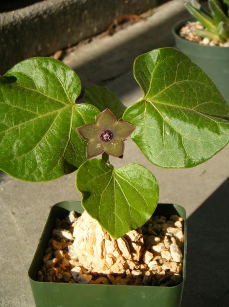 Matelea cyclophylla