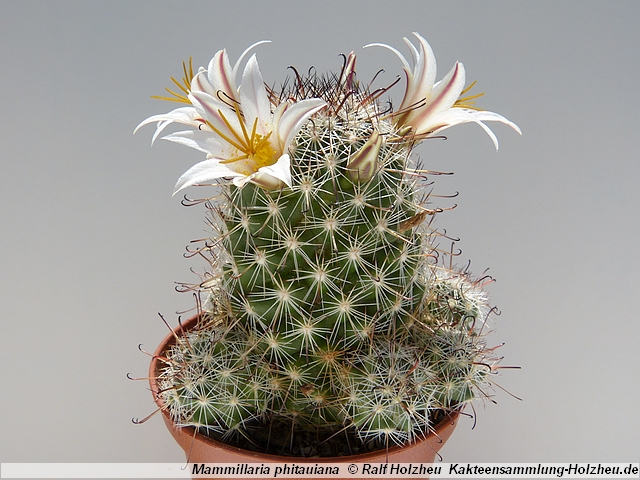 327_Mammillaria_phitauiana.JPG