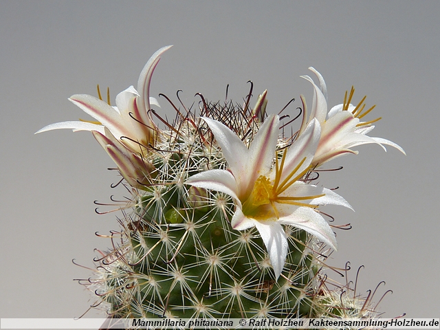 328_Mammillaria_phitauiana.JPG