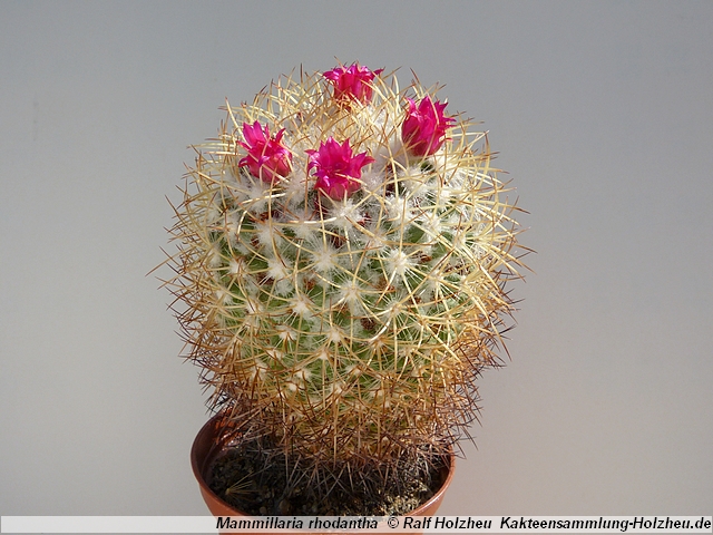 329_Mammillaria_rhodantha.JPG