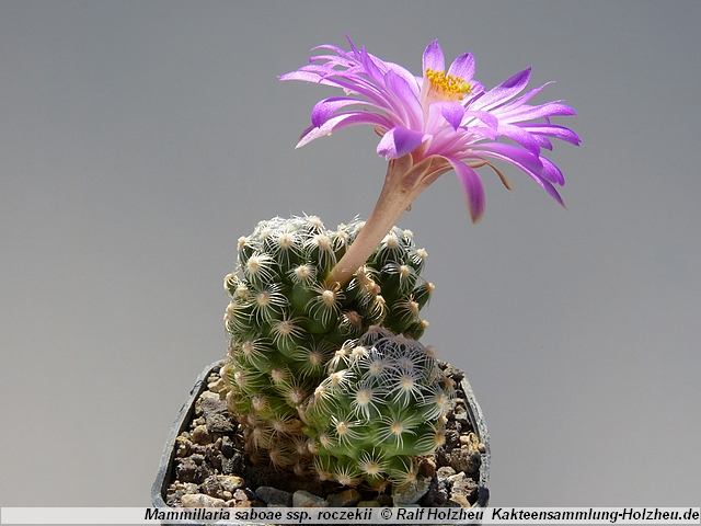 331_Mammillaria_saboae_ssp._roczekii.JPG