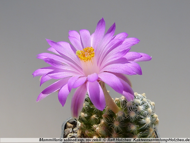 332_Mammillaria_saboae_ssp._roczekii.JPG