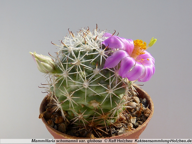 334_Mammillaria_schumannii_var._globosa.JPG