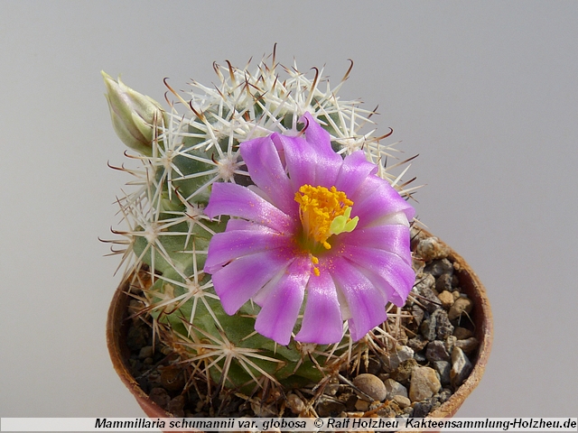 335_Mammillaria_schumannii_var._globosa.JPG