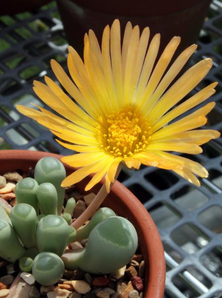 Fenestraria rhopalophylla ssp aurantiaca.jpg