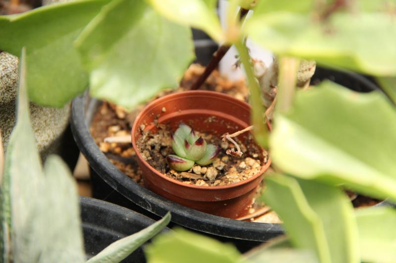 this it's growing extremely very slow and it's from my first seed grown ebonys it's in 2 inch pot. same age as the ones in the 3.5 inch pots above.