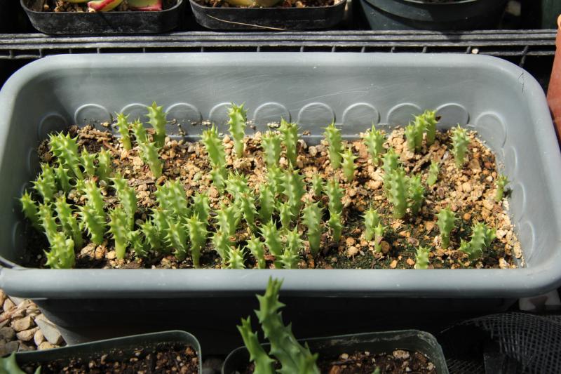 Huernia confusa light splotehes (open pollinated), I don't know if it's spelled right and it's a plant I bought with a seed pod.<br />these seedlings don't like very humid environment plastic the bag.