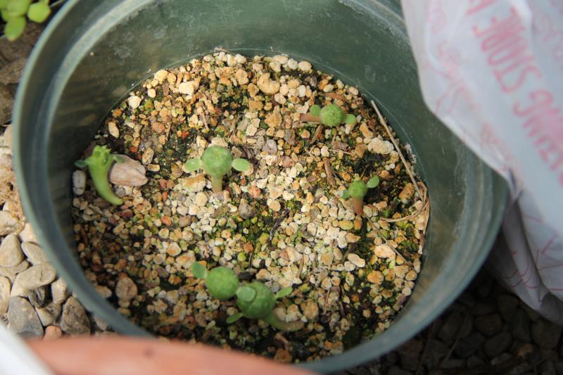 Ehuphorbia Obesa from the seeds  that I was able to trap from my E. obesas.